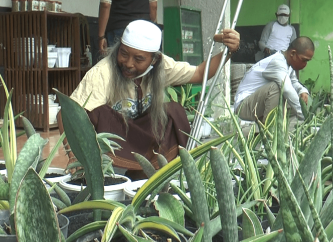
Koleksi Lidah Mertua dan Tanaman Buah Tin Milik Roni, Menuai Berkah di Masa Pandemi