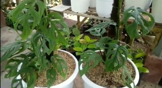 
Tanaman Hias Janda Bolong Kini Kian Dicari