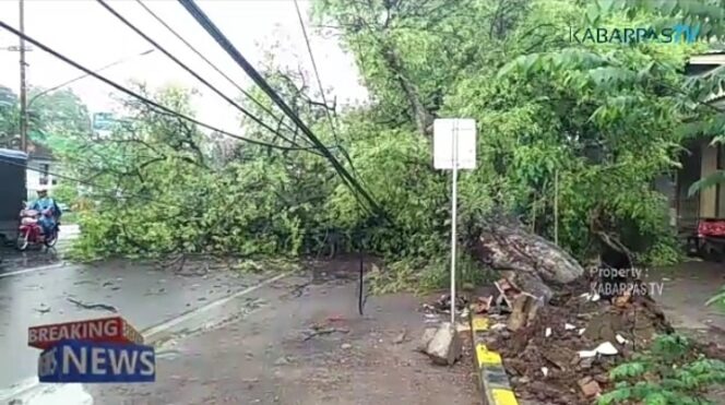 
Pohon Besar Tumbang Menimpa Kabel di Jalan Raya Warungdowo, Arus Lalin Padat Merayap