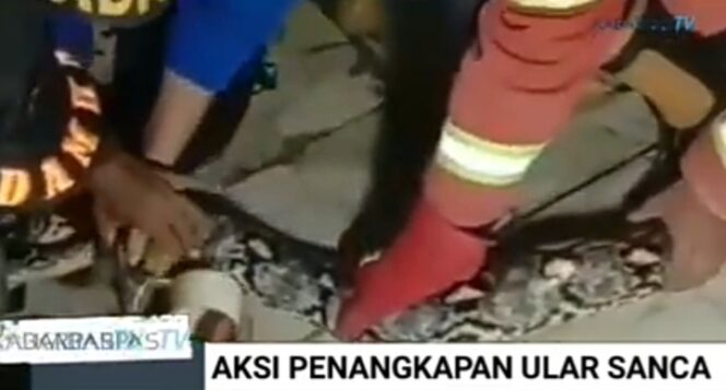 
Detik-detik Penangkapan Ular Sanca Sepanjang 5 Meter