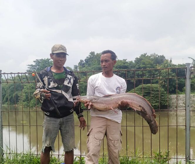 
Lele Raksasa Berhasil Ditangkap Warga Purwosari Saat Mancing di Embung Kertosari