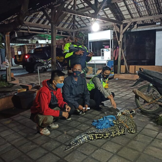 
Warga Cemandi Sidoarjo Tangkap Buaya Sepanjang 2 Meter dan Bobot 60 Kg
