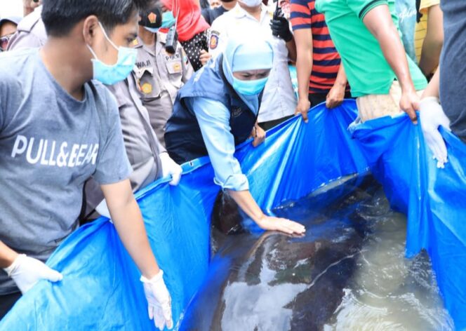 
Gubernur Khofifah Ikut Melepas Penyelamatan dan Siapkan Eskavator untuk Penguburan Paus yang Terdampar