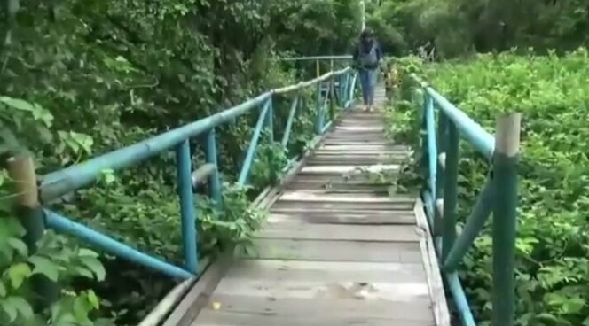 
Menikmati Sejuknya Wisata Mangrove di Pasuruan