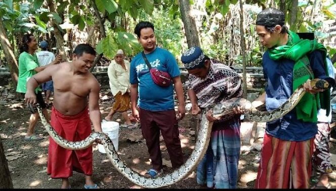 
Warga Tembokrejo Pasuruan Sempat Dibikin “Pusing” dengan Ular Sanca Panjang 4 Meter, hingga Akhirnya…