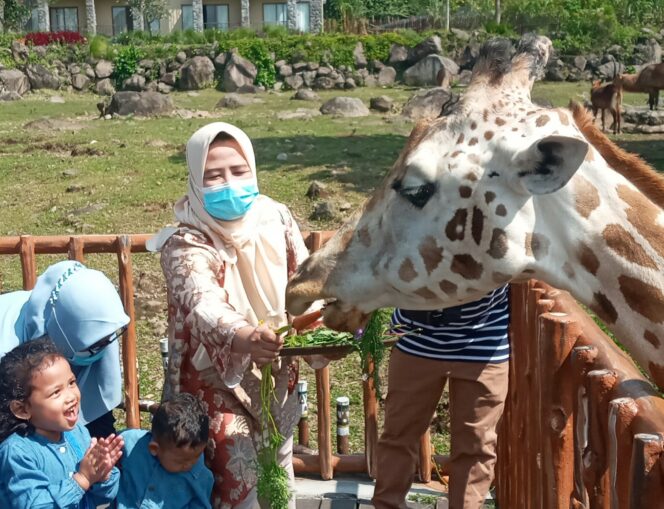 
World Giraffe Day, Pengunjung Baobab Taman Safari Prigen Beri Tumpeng Special untuk Jerapah