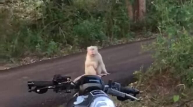 
Dikaitkan sebagai Tanda Berakhirnya Pandemi, Penampakan Kera Putih di Banyuwangi Gegerkan Dunia Maya
