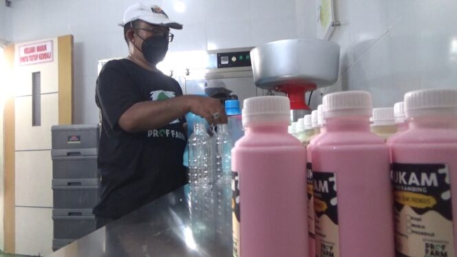 
Susu Kambing Olahan Pro Farm Probolinggo Diburu Pembeli di Masa Pandemi