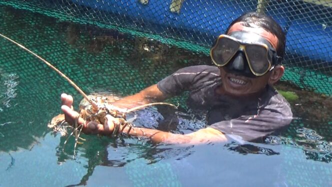 
Lebih Dekat dengan Pembudidaya Lobster Pulau Gili Ketapang yang Dikenal Surganya Budidaya Lobster