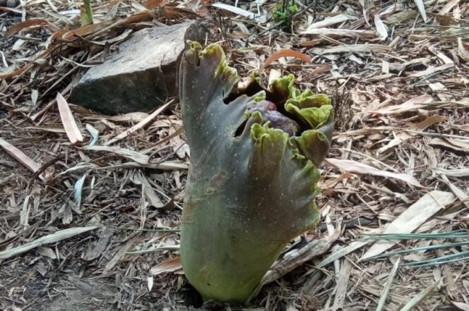 
Bermunculan Bunga Bangkai di Winongan
