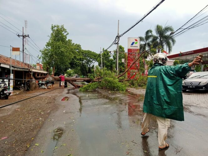 
Hujan Angin Tumbangkan 2 Pohon di Winongan dan Pandaan