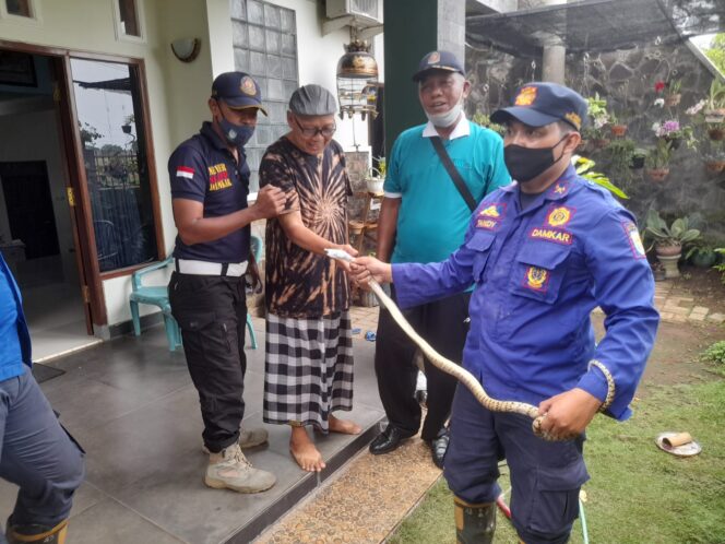 
Tim Merah, Damkar Kota Probolinggo Evakuasi Ular Sanca