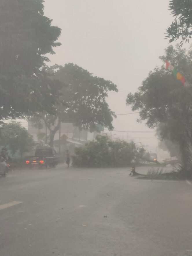 
Tim Reaksi Cepat BPBD Kota Pasuruan Evakuasi Pohon Tumbang Akibat Angin Kencang