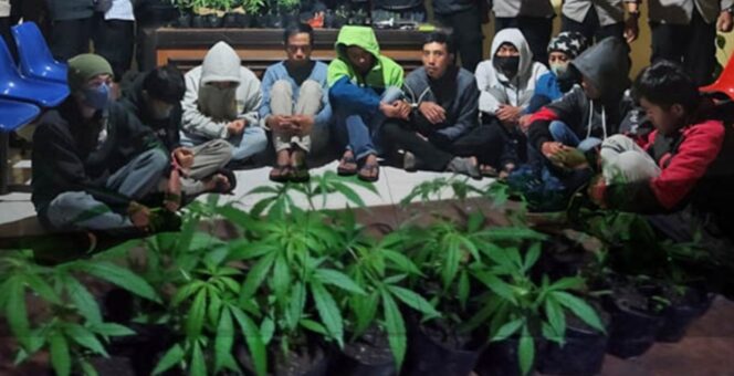 
Tanam Belasan Pohon Ganja, Sepuluh Pemuda Asal Probolinggo Diamankan Polisi