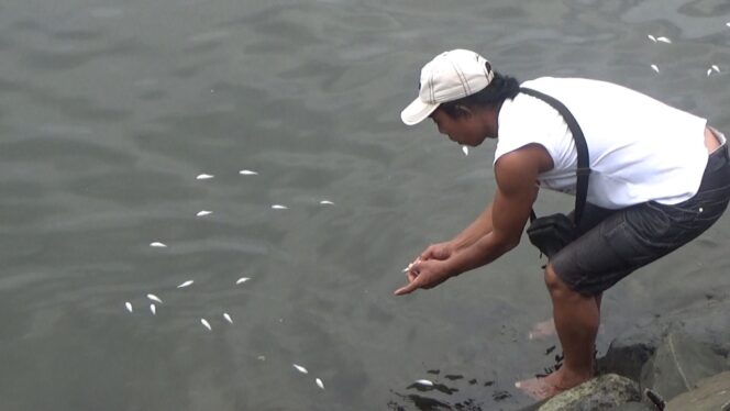 
Riibuan Ikan di Pelabuhan Pendaratan Pantai (PPP) Mayangan Mati Mendadak