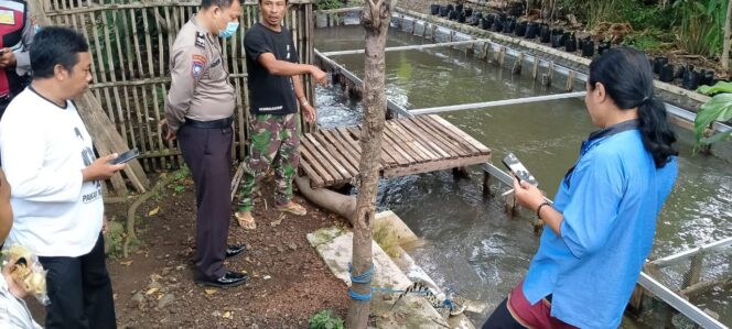 
Anak Buaya Ditemukan Warga di Tepi Sungai Bakalan Purwosari