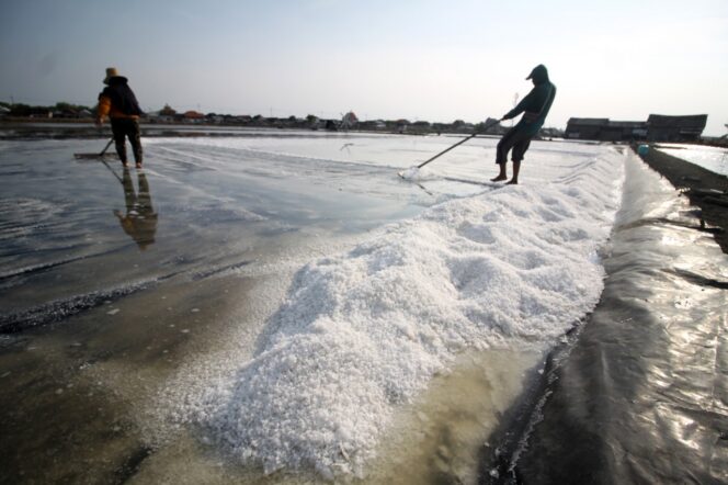 
Anomali Cuaca, Petani Garam di Sidoarjo Terpaksa Panen Lebih Awal