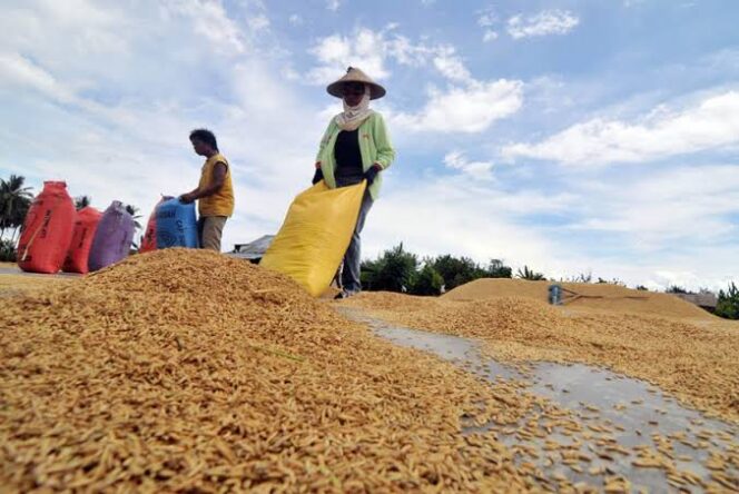 
Harga Gabah Anjlok, Gapoktan di Sidoarjo Tercekik