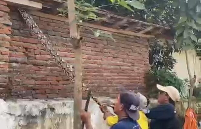 
Ular Piton Sepanjang 4 Meter Gegerkan Warga Pasuruan