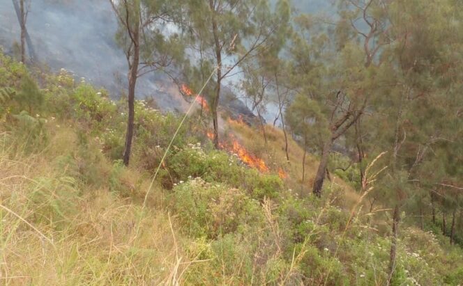 
4.403 Hektare Lahan dan Hutan di Gunung Arjuno Terbakar