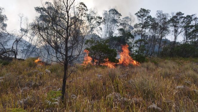 
Kebakaran Bromo Meluas hingga ke Pasuruan