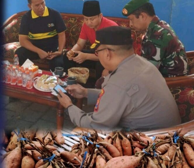
Pemkab Trenggalek Kembangkan Ubi Jalar Gading untuk Mitigasi El Nino, Begini Penjelasannya