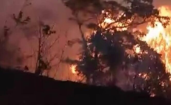 
Breaking News! Gunung Arjuno Kembali Terbakar