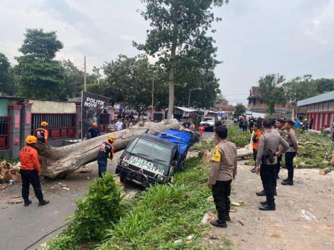 
Angin Kencang Mengamuk di Blitar, Satu Kendaraan Pikap Tertimpa Pohon Tumbang