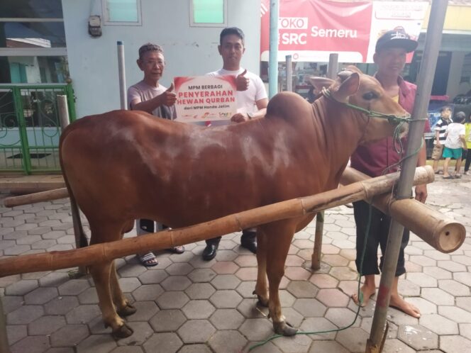 
MPM Honda Jatim Salurkan Hewan Kurban untuk Warga Sekitar
