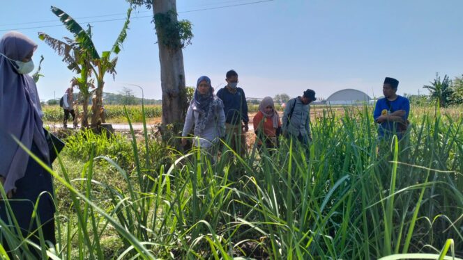 
Diperta Lakukan Monev Kebun Bibit Datar Tebu