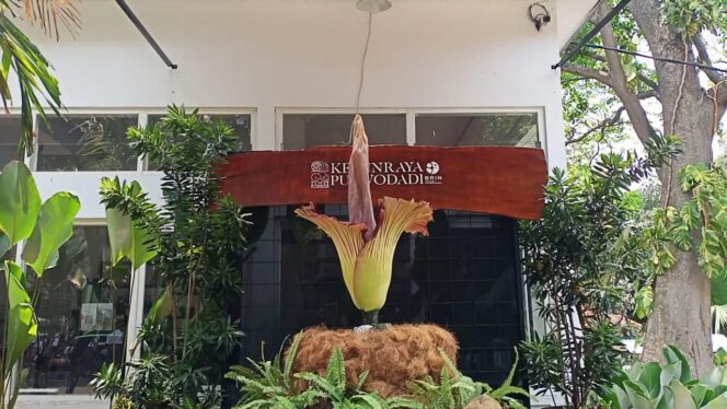 
Melihat Momen Langka Bunga Bangkai Raksasa Mekar di Kebun Raya Purwodadi
