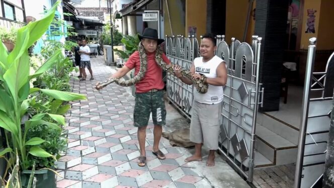
Ular Sanca Sepanjang 4 Meter Berhasil Dievakuasi Warga dari Gorong-gorong