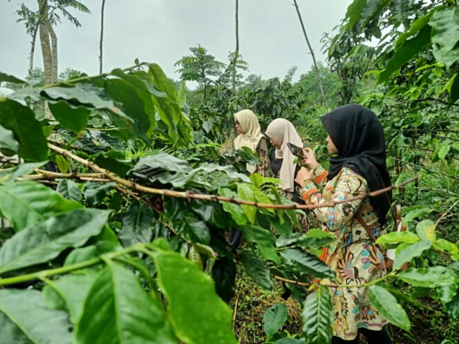 
Dorong Perlindungan IG, Diperta Bentuk MPIG Kopi Arabika