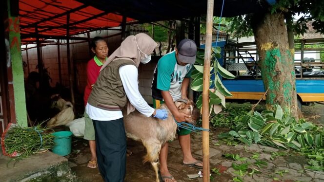 
Antisipasi Penyakit Berbahaya, DKPP Kota Madiun Lakukan Pemantauan dan Pemeriksaan Hewan Kurban