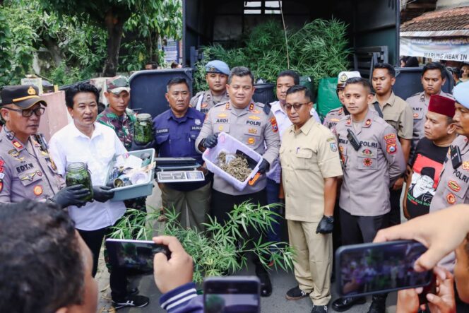 
Polres Jombang Bongkar Budidaya Ganja Skala Rumah Kontrakan