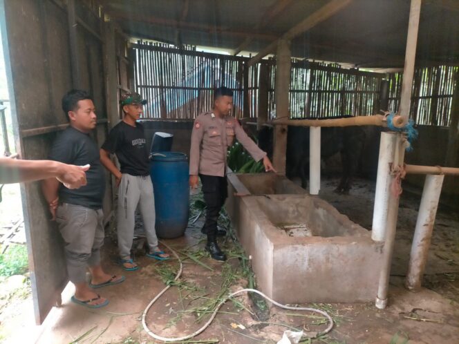 
Kasus Pencurian Tiga Ekor Sapi di Prigen Terbongkar, Dua Pemuda Asal Malang Ditangkap Polisi