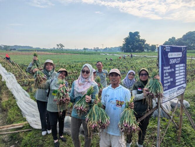 
Demplot Bawang Merah Tingkatkan Produktivitas Petani di Tengah Cuaca Ekstrem