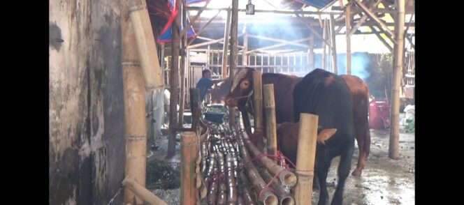 
Jelang Idul Adha, Jember Perketat Pengawasan Hewan Kurban dan Antisipasi PMK