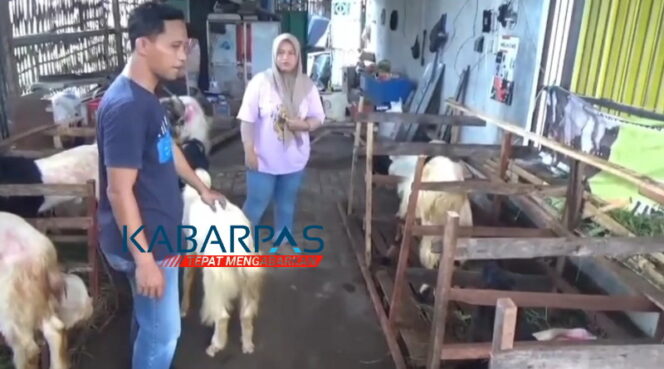 
Penjual Kambing Kurban di Pasuruan Panen Cuan dan Sediakan Layanan Antar Gratis
