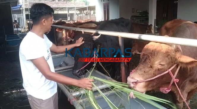 
Unik! Penjual Sapi Kurban di Pasuruan Beri Hadiah Langsung Satu Ekor Kambing