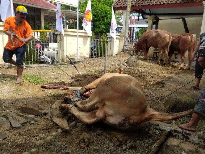 
Gerindra Jember Siapkan Puluhan Ekor Sapi Kurban, Dibagikan hingga Tingkat Kecamatan