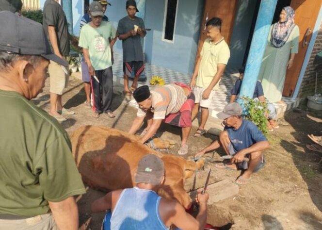 
Idul Adha 1447 Hijriyah, Jumlah Pemotongan Ternak Kurban di Kabupaten Probolinggo Capai 3.899 Ekor