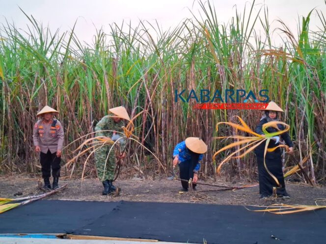 
Panen Raya Tebu Serentak Nasional di Pasuruan Targetkan Swasembada Gula