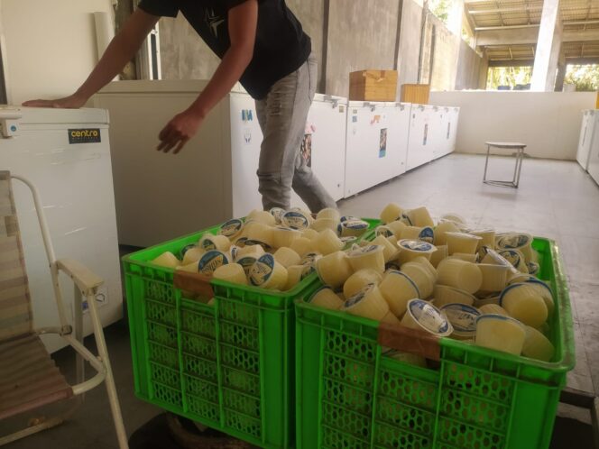 
Menilik Riezda Indo Dairy, Peternakan Sapi Perah yang Buka Lapangan Kerja di Jember