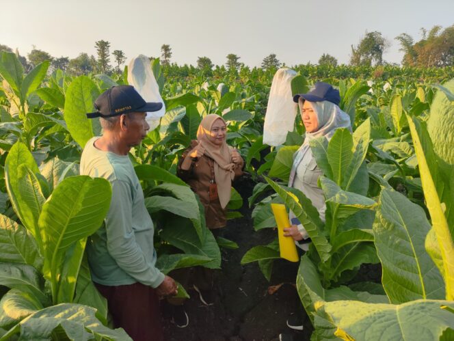 
Diperta Kabupaten Probolinggo Perkuat Stok Benih Tembakau Paiton 4