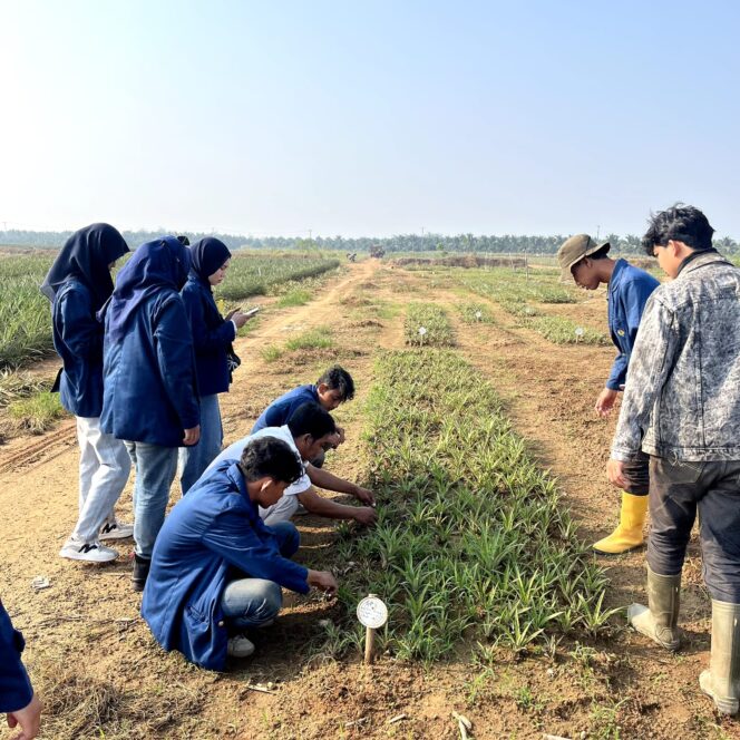 
					Inovasi Pertanian: Kolaborasi UB dan PT Great Giant Pineapple Ciptakan Metode Ukur Daun Nanas Pakai Smartphone